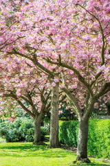 Fototapeta na wymiar Pink Cherry Trees in Bloom in Park during Spring