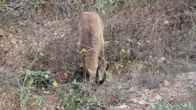Israeli gazelle mount marking territory Steady shot of Israeli gazelle mount marking territory