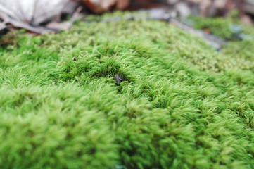 The Flow of Moss