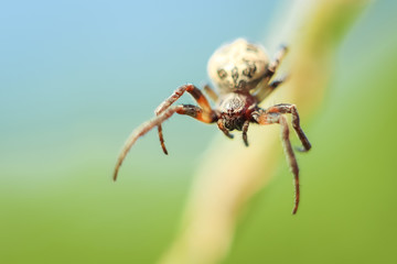Spider closeup hanging in the air on spider web, blurred background with copyspace.