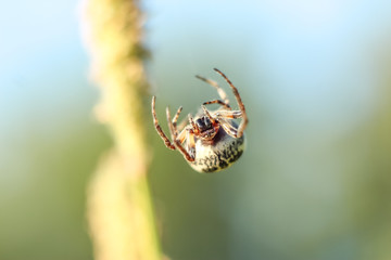 Spider closeup hanging in the air on spider web, blurred background with copyspace.