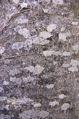 Texture of a gray tree bark with whitish spots