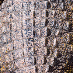 Closeup of Crocodile scaled skin, detailed rough texture