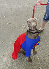 Dressed up for the Mardi Gras Mutt Parade