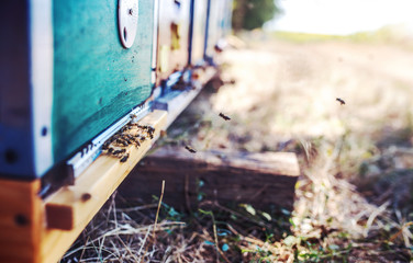 Row of a bee hives in apiary