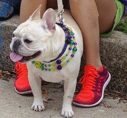 Mardi Gras Krewe of Mutts Parade