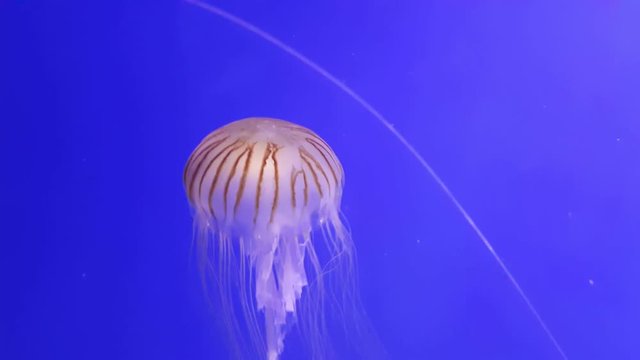 See-through umbrella shaped medusa with long white tentacles moving up in sea 