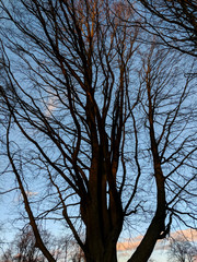 Beautiful trees and branches glowing against a bright winter sky at sunset, in Sherwood Forest, Nottinghamshire, UK