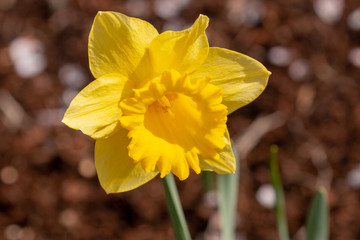 Golden Yellow Daffodil v2