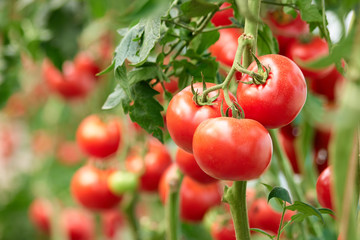Fototapeta Three ripe tomatoes on green branch. Home grown tomato vegetables growing on vine in greenhouse. Autumn vegetable harvest on organic farm. obraz