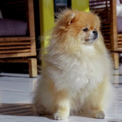 Pomeranian Female 