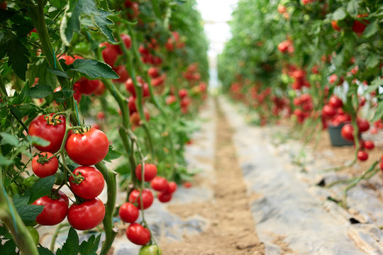 Beautiful red ripe tomatoes grown in a greenhouse. Rows of ripe homegrown tomatoes before harvest. Organic farming.