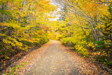 Fototapeta na wymiar Gravel road in autumn in Cape Breton