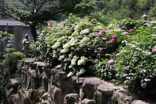 紫陽花寺 Images Browse 979 Stock Photos Vectors And Video Adobe Stock