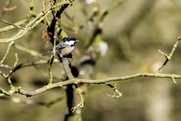 Coal Tit Perched in a Tree