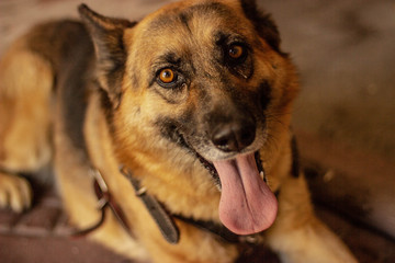 Perro sacando la lengua