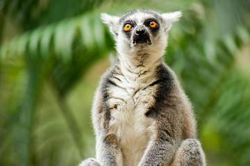 Lemur by itself amongst nature.