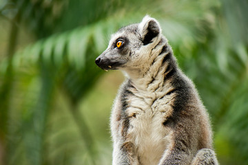 Naklejka na ściany i meble Lemur by itself amongst nature.