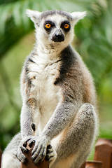 Lemur by itself amongst nature.