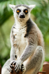 Lemur by itself amongst nature.