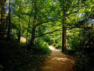 Beautiful trees on the woodland path at Creswell Crags, Nottinghamshire, UK