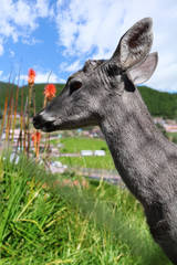 venado campo verde cajamarca  peru 