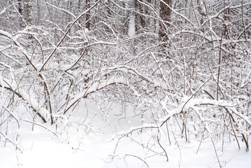 Snow covered bush.