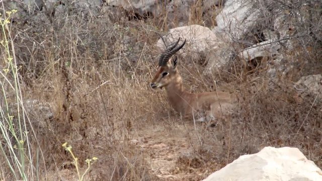 Israeli mount gazelle sleeping Steady shot of Israeli gazelle mount sleeping