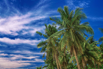Beautiful sky. View of nice tropical palms. Holiday and vacation concept at Philippines on the island Siargao