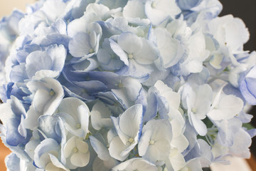 Close up blue hydrangea flower blossoms