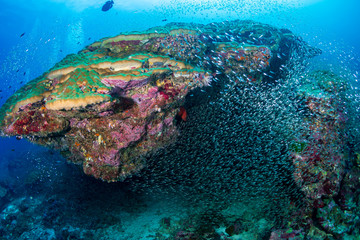 Fototapeta premium Tropical fish on a beautiful, colorful coral reef in the Similan Islands