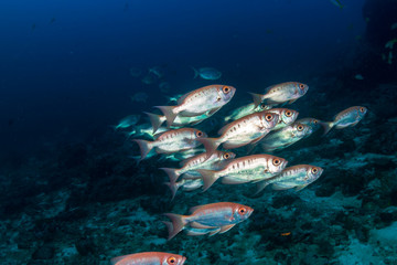 Fototapeta na wymiar A shoal of Bigeye fish on a coral reef in Thailand