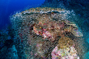 Colorful tropical fish around a thriving tropical coral reef in Asia