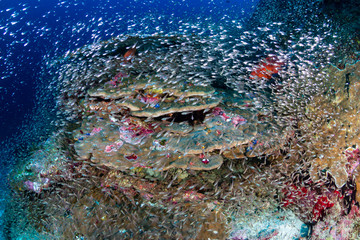 Tropical fish on a beautiful, colorful coral reef in the Similan Islands