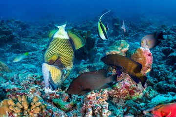 Naklejka na ściany i meble Large Titan Triggerfish feeding on a tropical coral reef