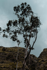 cieloarboles