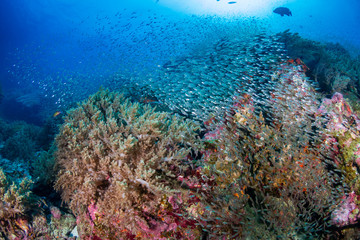 Naklejka na ściany i meble Colorful tropical fish around a thriving tropical coral reef in Asia