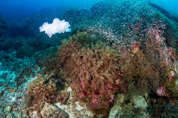 Naklejka na ściany i meble Plastic Pollution - a plastic bag floating next to a tropical coral reef in Asia