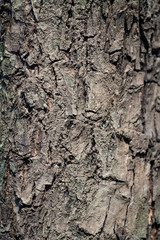 Young bark of common chestnut tree