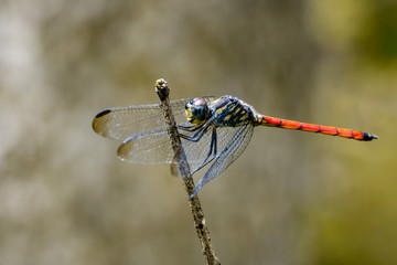 Image of dragonfly perched(Lathrecista asiatica)on a tree branch. Insect, Animal.