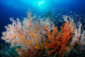 Fototapeta na wymiar Beautiful delicate soft corals and seafans with a background sunburst on a tropical coral reef