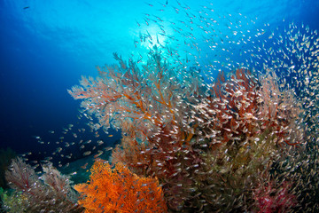 Beautiful delicate soft corals and seafans with a background sunburst on a tropical coral reef