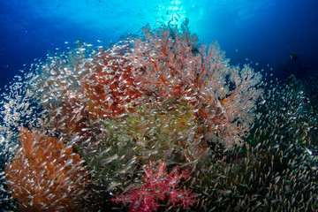 Fototapeta na wymiar Colorful tropical fish around a thriving tropical coral reef in Asia