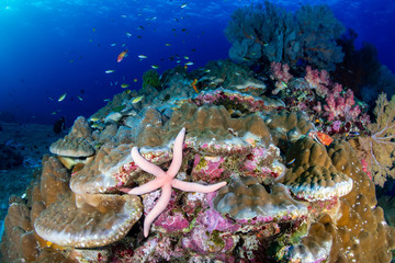 Colorful tropical fish around a thriving tropical coral reef in Asia
