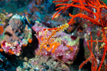 A delicate and well camouflaged Ornate Ghost Pipefish amongst soft corals on a tropical reef (Richelieu Rock, Thailand)