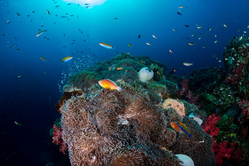 Fototapeta na wymiar Beautiful Skunk Clownfish on a colorful tropical coral reef (Richelieu Rock)