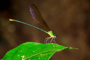 Image of Dragonfly(Vestalaria smaragdina, Amphipterygidae) on green leaves. Insect Animal.