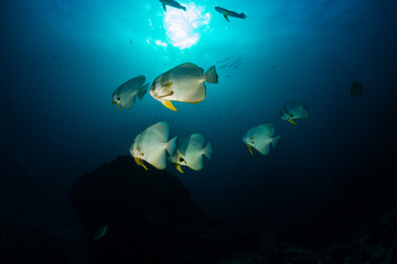 Fototapeta na wymiar Batfish swimming over a clear water tropical coral reef in Thailand