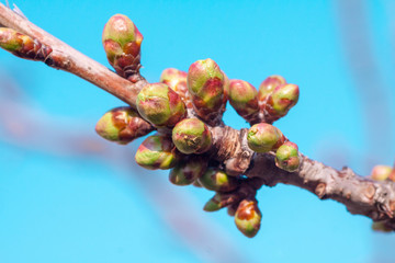 the first buds and branches macro background