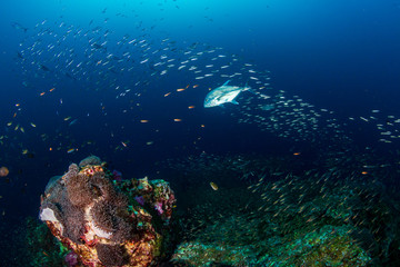 A beautiful tropical coral reef in the Coral Triangle